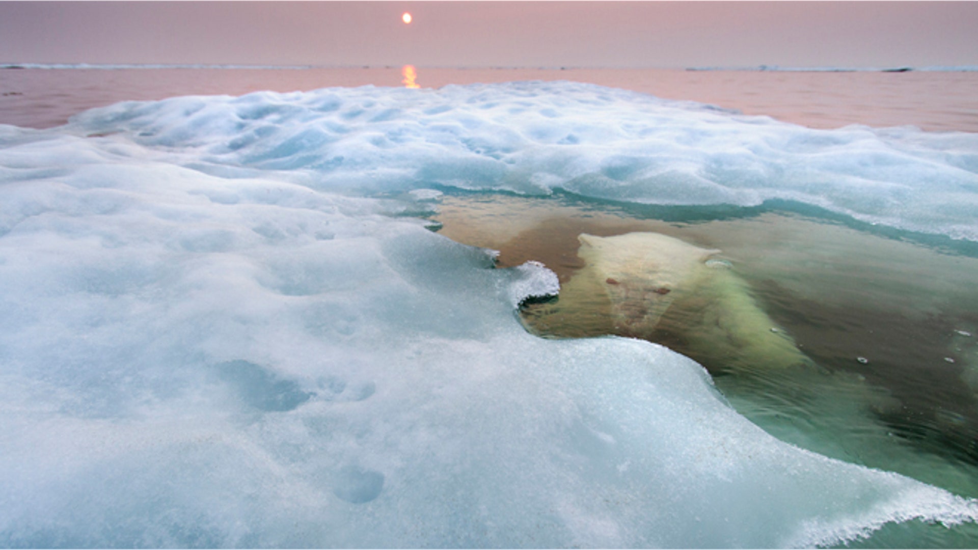 <b>Winner: Animals in Their Environment</b>