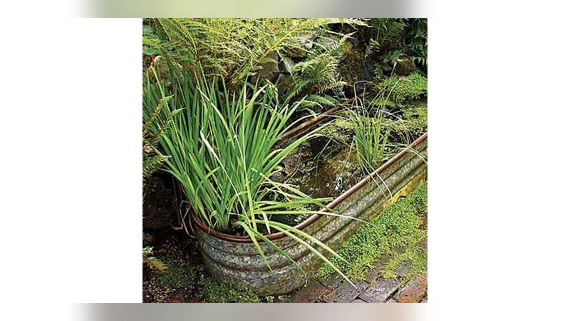 Make a Watery Garden