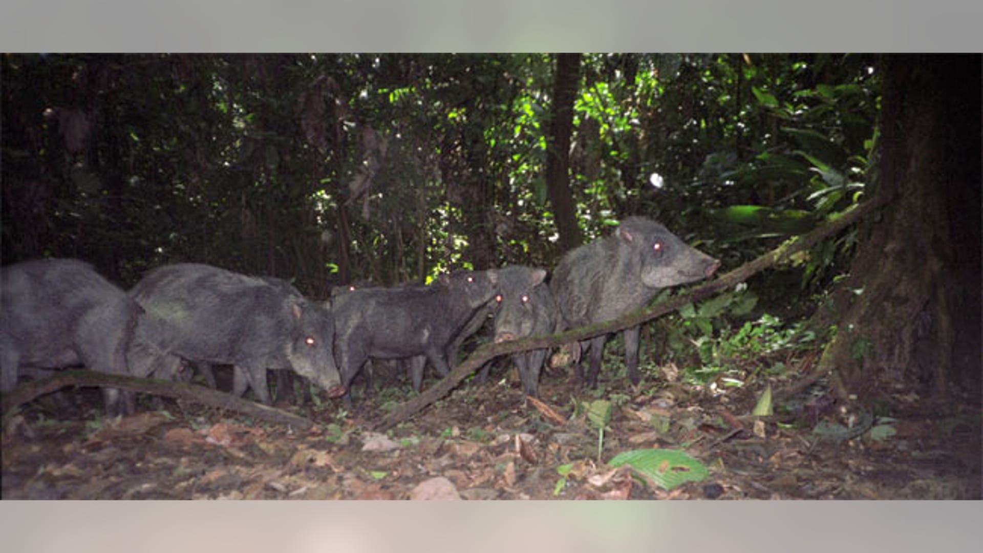 White-lipped peccaries