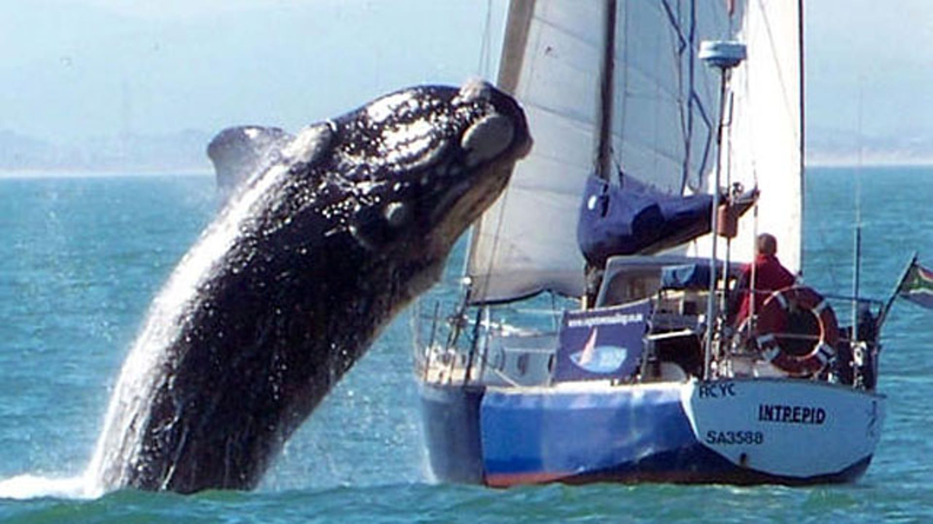 Whale vs. Boat