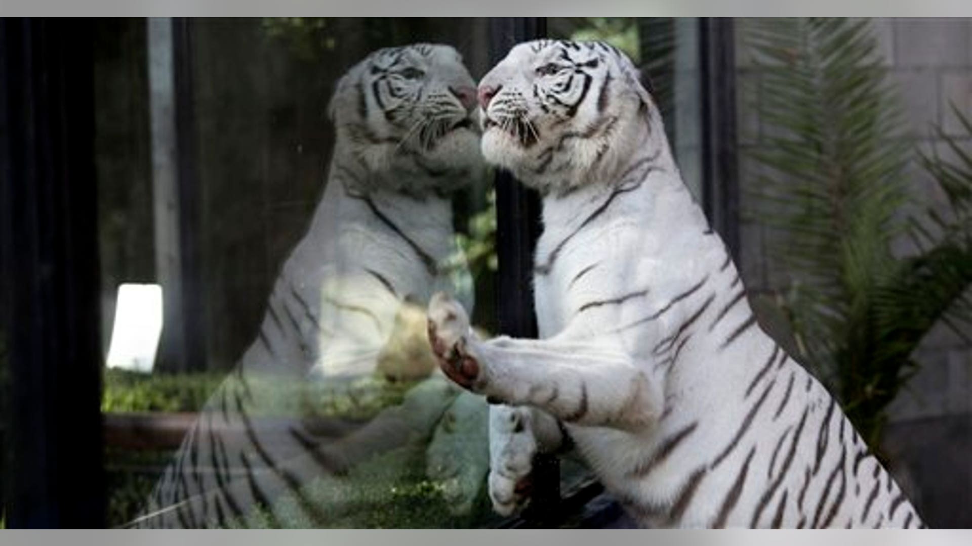 white_tiger_cub_8