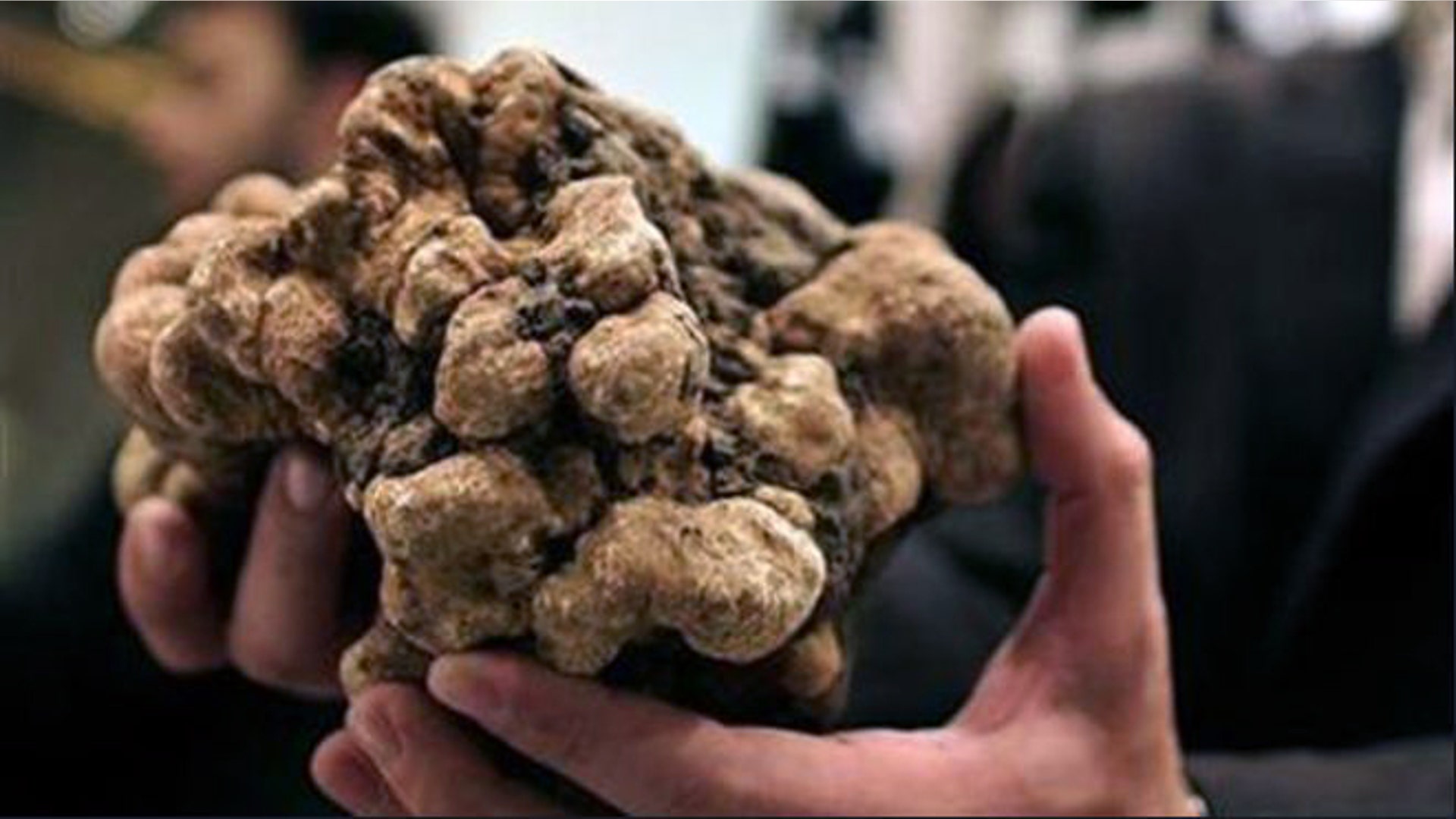 white_truffle_of_Tuscany