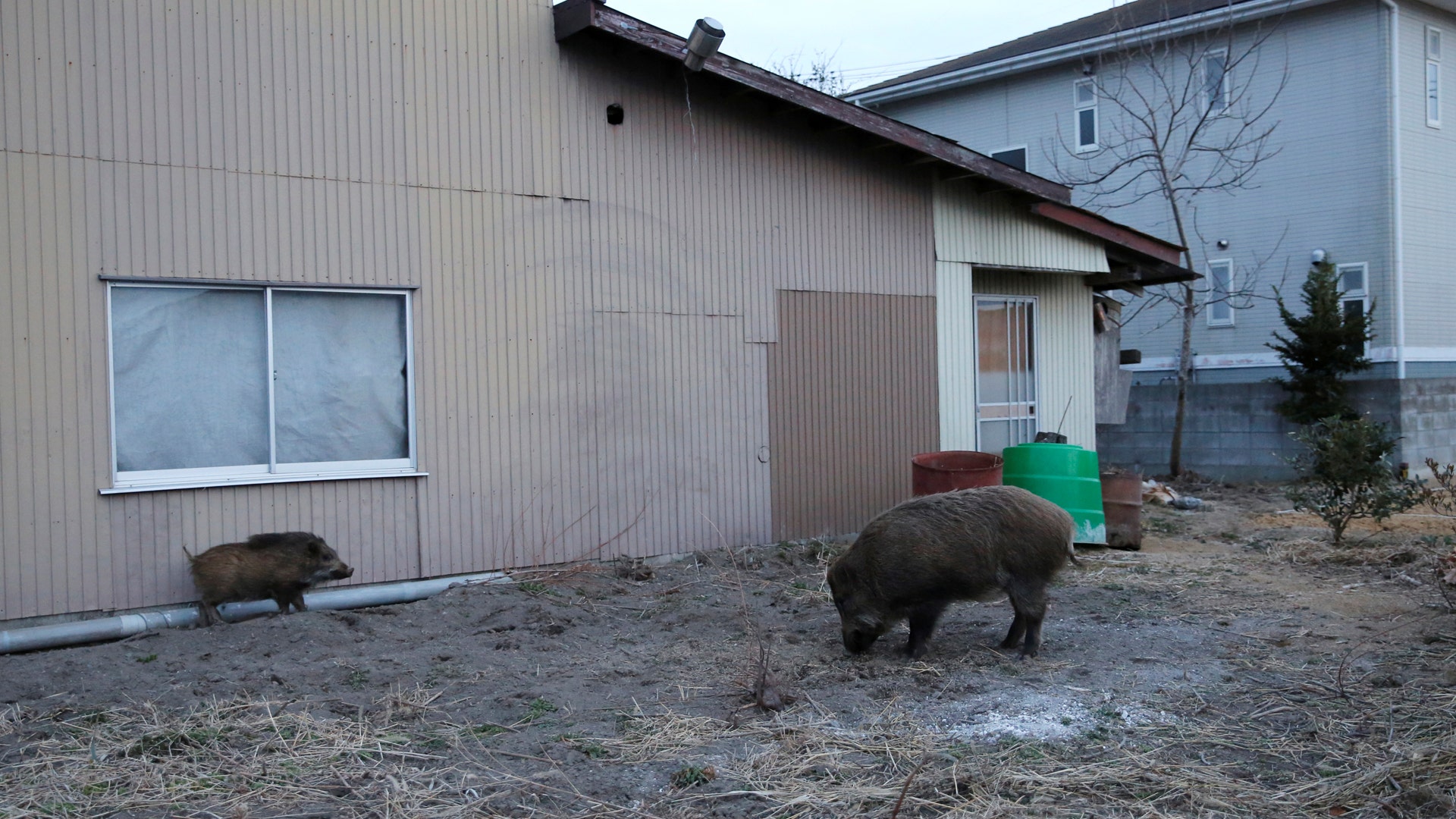 Japan is set to allow Fukushima residents to return to their homes but city officials worry that boars will turn aggressive.