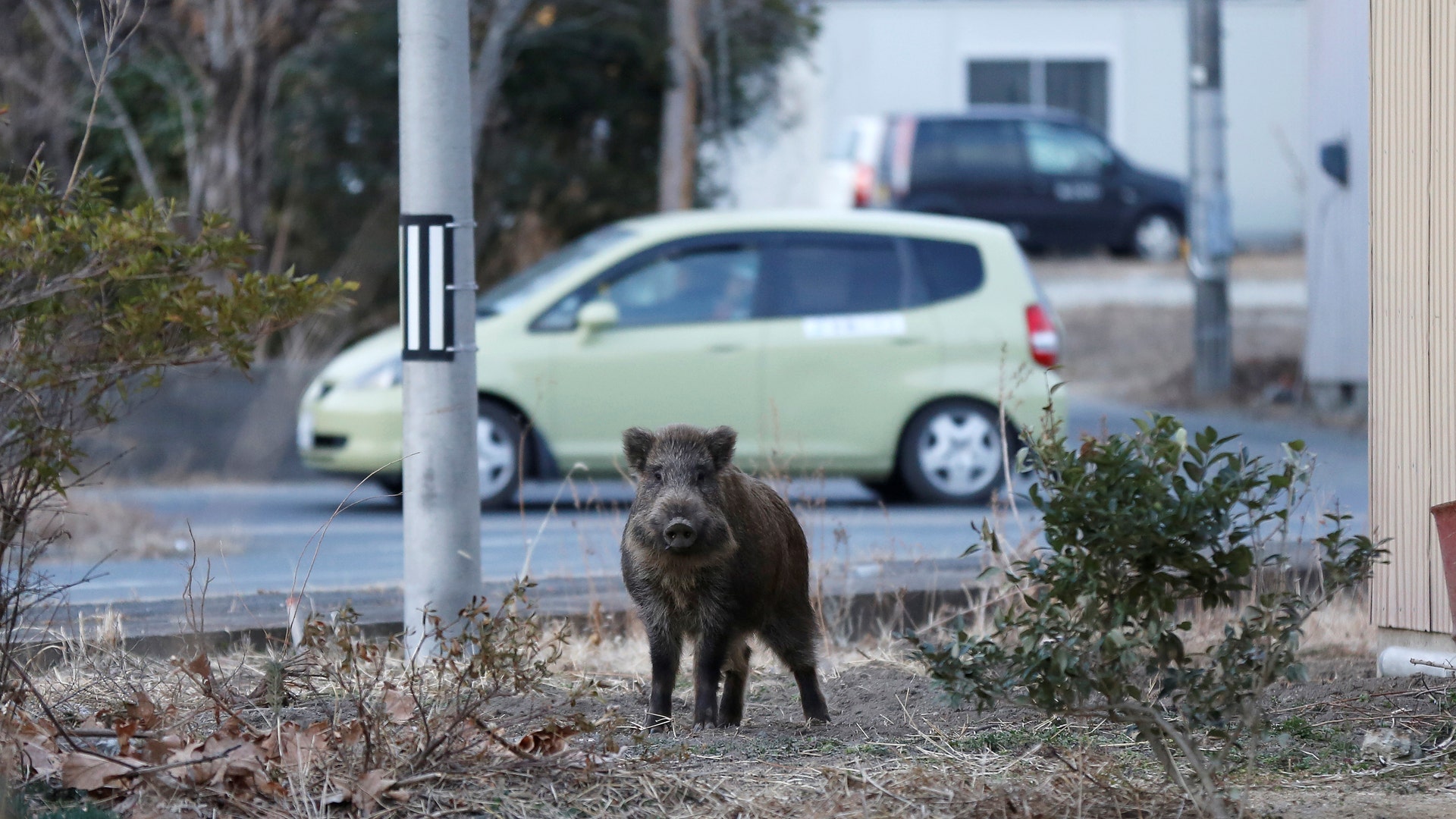 Hundreds of wild boars carrying highly radioactive material are stalking residents in the Japanese town of Fukushima.