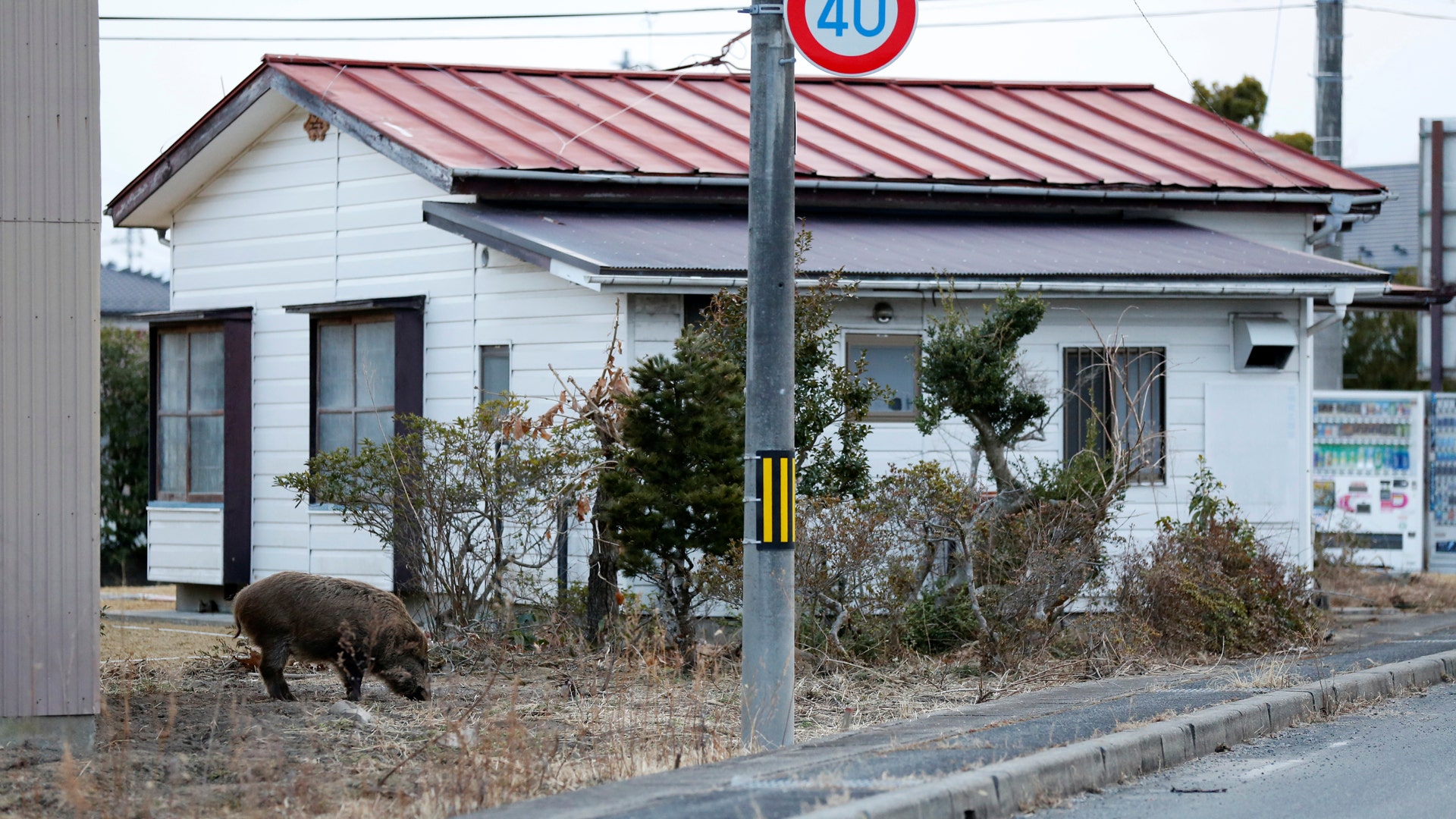 Fukushima officials are working to clear out the contaminated boar population in the area, which increased by more than 330 percent since 2014.