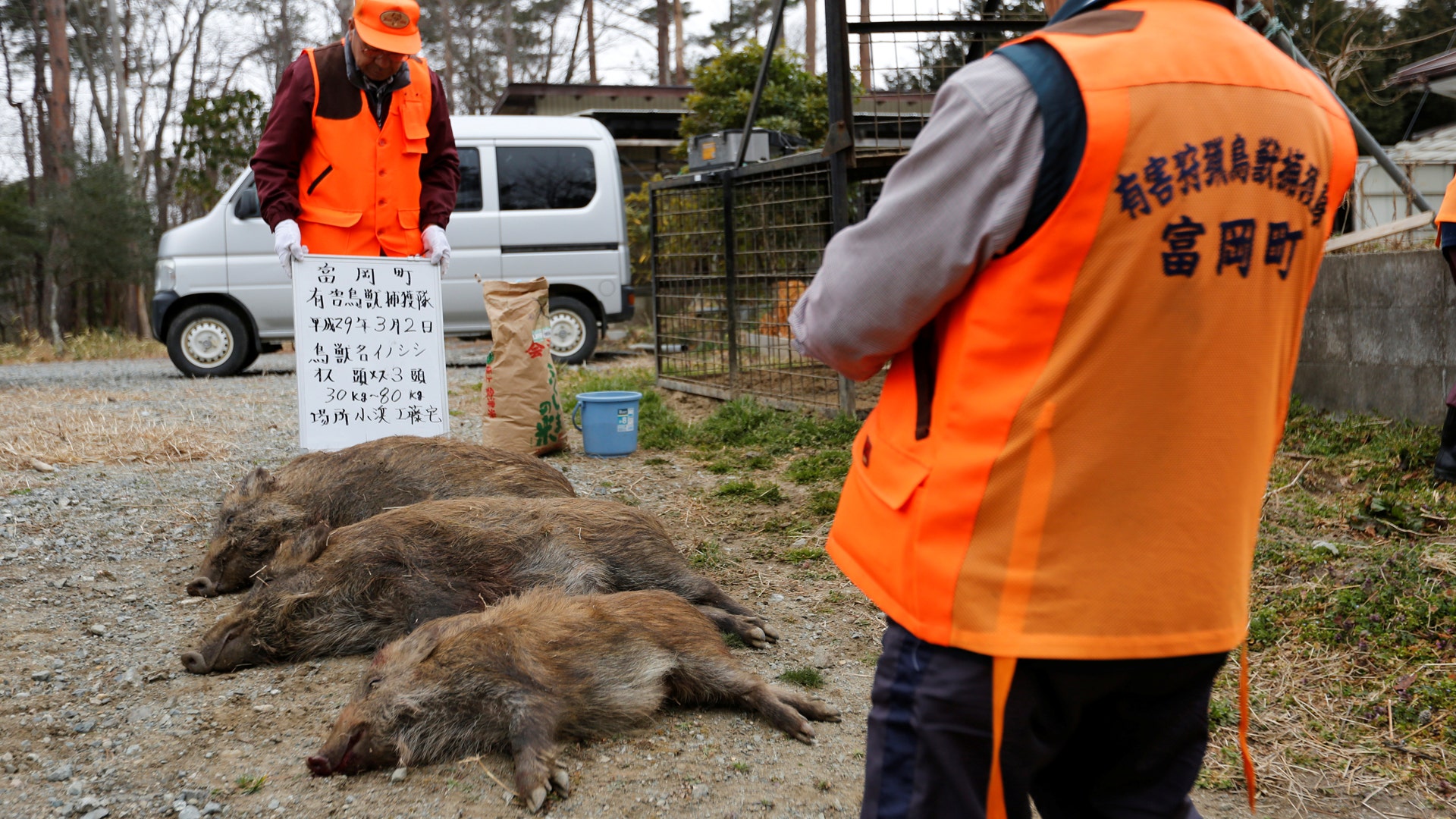 A group of local hunters have been hired by local authorities and have so far killed about 800 wild boars.