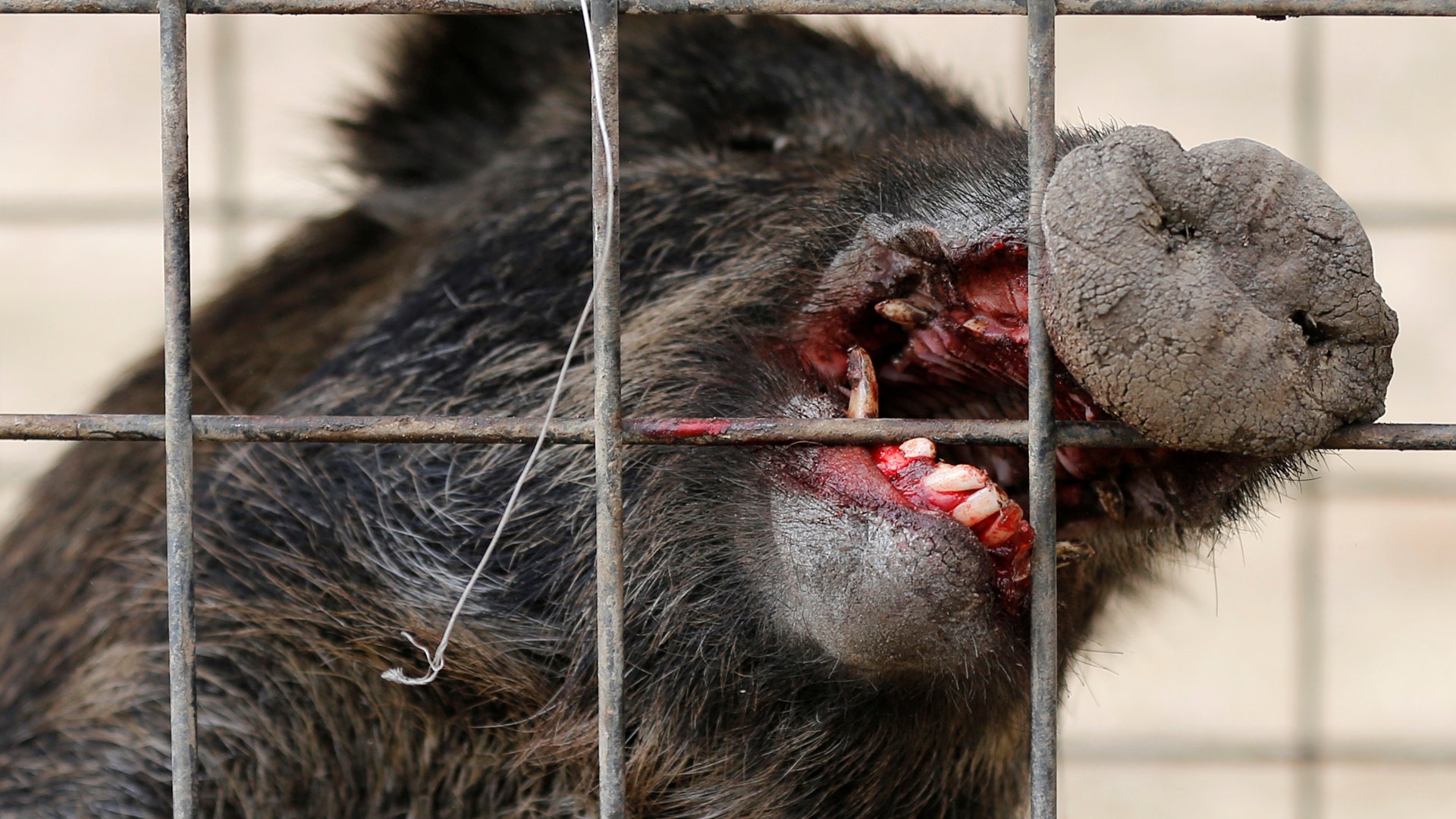 Boars have reportedly caused about $854,000 in damage to agriculture in Fukushima.