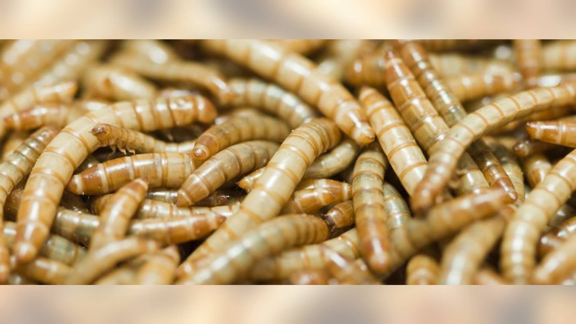 U.S. Restaurants That Serve Up Insects and Reptiles Fox News