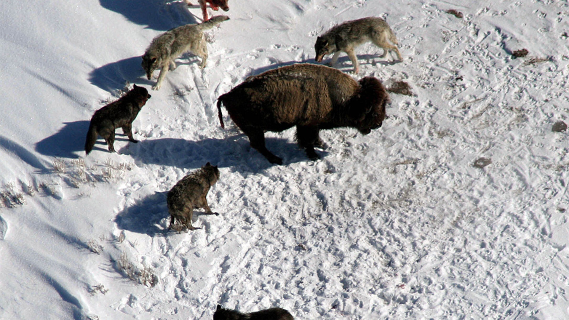 yellowstone_wolf_pack