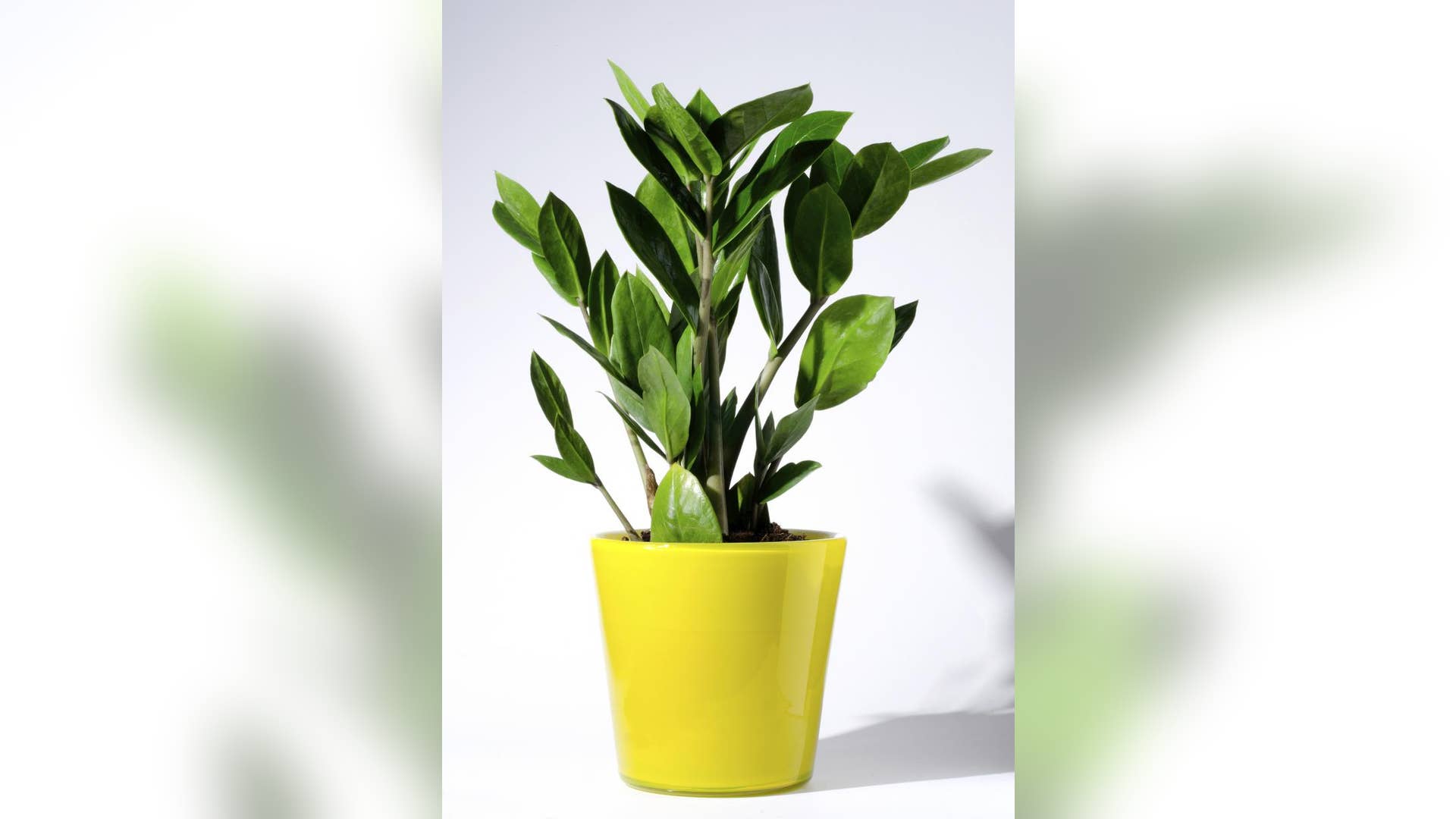 ZZ Plant (Zamioculcas zamiifolia)