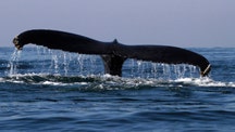 Humpback whale sighted in Hudson River off Manhattan