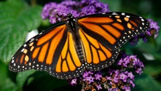 Endangered migratory monarch butterflies are fluttering near extinction — here's why