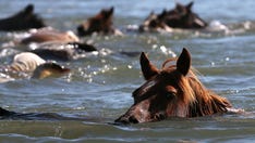 Virginia designates Chincoteague Island pony as official state horse