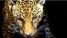 Jaguar injures man at Florida zoo