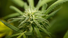Indonesian court says no to medicinal marijuana legalization