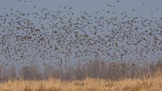 Washington Post reporter troubled by 'racist legacy' of some birds