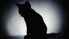 Cat found at condo collapse site after more than 2 weeks: 'This is a miracle'