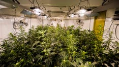 New Mexico set to legalize weed, will become 17th state to end prohibition