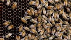 'Killer bees': Texas dogs die after attack from Africanized honey bees, reports say