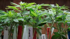 California toddler died in hot car while mom allegedly grew pot plants