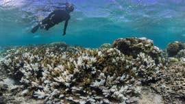 Coral reefs have 'halos,' and they can be seen from the heavens