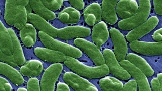 Fourth Florida resident dies after contracting flesh-eating bacteria commonly linked to oysters