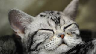 Cats can communicate with you via eye movement, research suggests