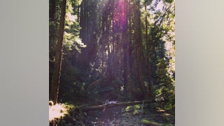 Michigan driver accused of killing woman, dumping body in woods