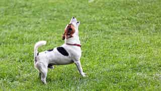 Los más curiosos se preguntan: ¿cuánto tiempo hay que esperar antes de tener un perro nuevo tras perder a tu mejor amigo de cuatro patas?