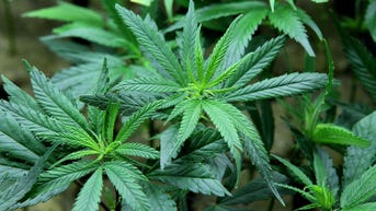 Washington regulators shut down pot businesses over DDT concerns