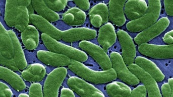 Fourth Florida resident dies after contracting flesh-eating bacteria commonly linked to oysters - Fox News
