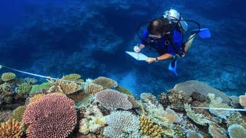 Study: Stopping global warming only way to save coral reefs
