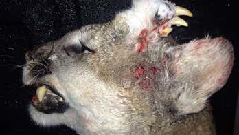 Mountain lion found with unusual deformity