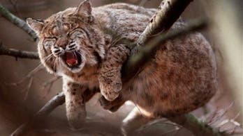 Resort Arizona town on alert after rabid bobcat attacks injured 4 people