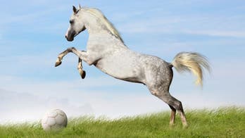 Horse takes in fourth-division Argentina match from stands