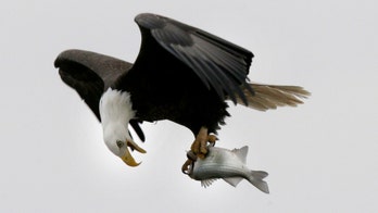 Bald eagle found shot dead, dismembered in Iowa
