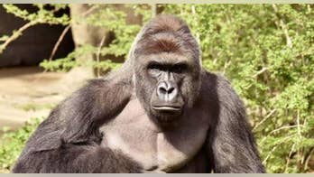 Bids for Harambe-shaped Flamin' Hot Cheeto approach $100G on eBay