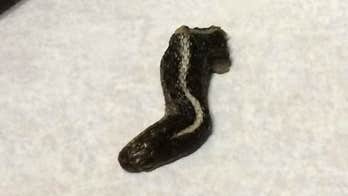 Utah woman finds severed snake head in can of green beans