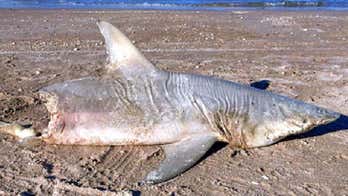 MYSTERY: Half-eaten shark on Florida beach raises speculation about what killed it