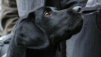 Breeder's Choice recalling dog food