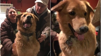 Dog missing nearly a year in New Hampshire woods reunites with owners: 'He is one true survivor'
