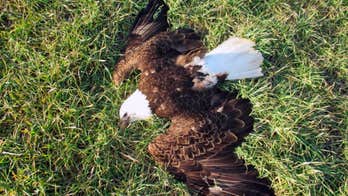 Federal wildlife officials say deaths of 13 bald eagles caused by humans
