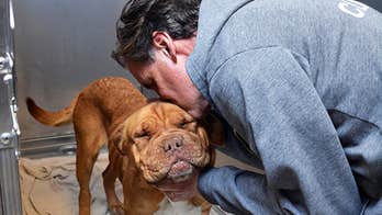 Dog expected to survive after stuffed animal removed from stomach