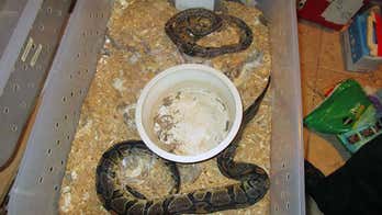 About 100 dead pythons discovered in Florida home