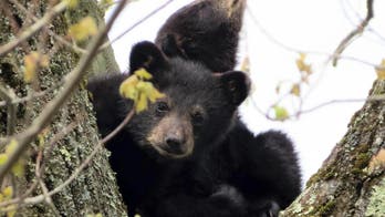 Workers rescue 3 bear cubs from tree after mother electrocuted