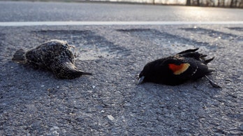 Hundreds of birds found dead on Welsh road, and police aren't sure why