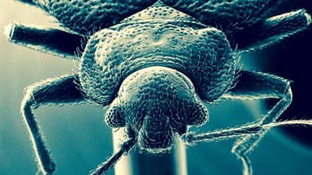 Bed bugs are getting tougher 'skin,' scientists warn