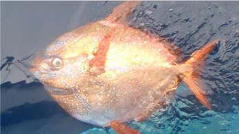 Researchers discover world's first warm-blooded fish
