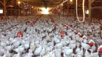 Several countries impose import restrictions on German poultry over bird flu