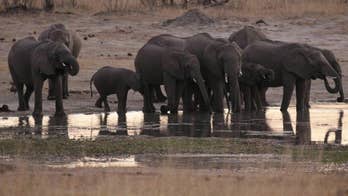 Zimbabwe elephant crushes trophy hunter, killing him